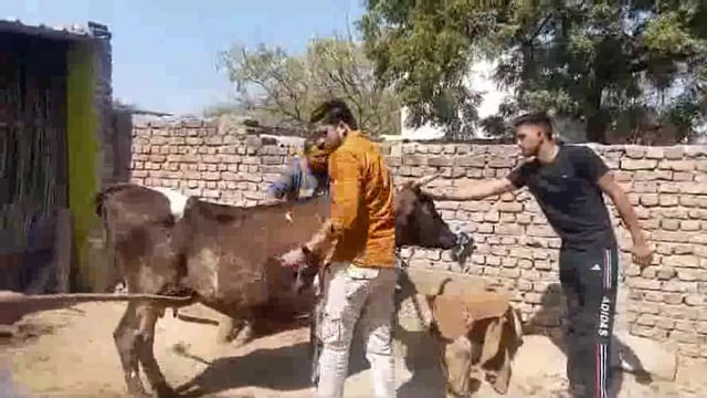 मांट। पानीगांव के भूतिया में अज्ञात बीमारी से कई दुधारू भैंसों की हुई मौत,  ग्रामीणों ने नारेबाजी कर जताया विरोध।