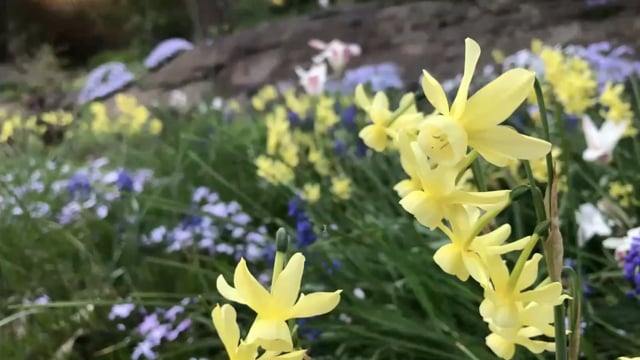 Chris Fehlhaber – Curtain Call, Spring at Chanticleer