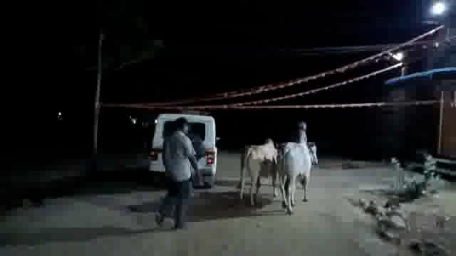 गोवंशाची डांबून वाहतूक करणाऱ्या दोघांवर ग्रामीण पोलिसांत गुन्हा दाखल