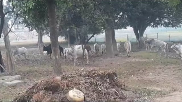 जनपद बहराइच के महसी तहसील में छुट्टा जानवरों का आतंक सर के पार