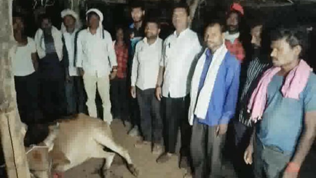 धारणी ग्रामीण पाथरपुर में बाघ ने किया किसान के जानवर पर हमला 