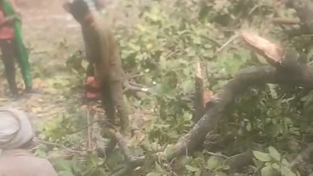 प्रतापगढ़ जिले के बाघराय थाना क्षेत्र के तिवारी महमदपुर वन में हरे भरे महुआ के पेड़ की हो रही कटाई जिम्मेदार नदारत,