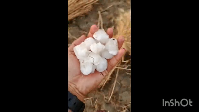 आगरा सेवला में बिन मौसम बरसात और ओलावृष्टि हुई 