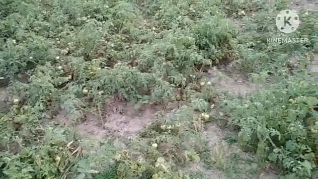 मौसम ने एक बार फिर बदली करवट, किसानो की धड़कन हुई तेज