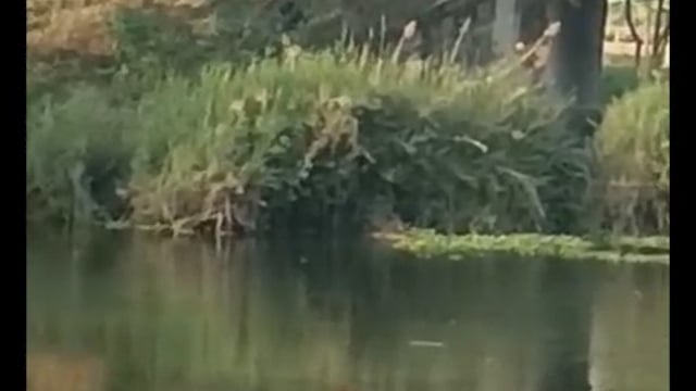 Bahraich: ब्रेकिंग न्यूज़ जनपद बहराइच से बड़ी खबर आ रही है सामने आईए जानते हैं ऐसा क्या है इस तालाब में