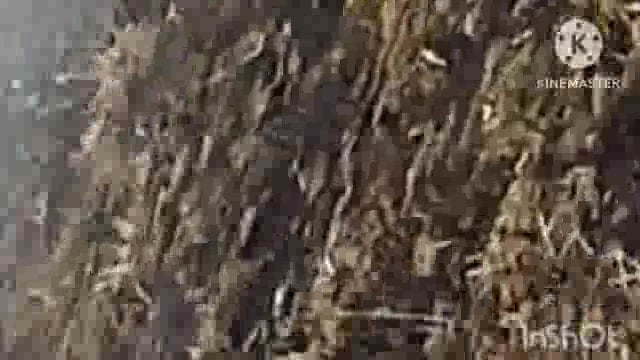 सूर्यगढ़ा -मेदनी चौकी थाना क्षेत्र के टाल में 11000 वोल्टेज के तार गिरने से 10 एकड़ फसल जलकर हुई राख।