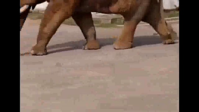 F C I ଗୋଦାମ ଘର ଉପରେ ହାତୀ ଆକ୍ରମଣ କରି ଖାଦ୍ୟ ଶସ୍ୟ ଲୁଟ କଲା ।