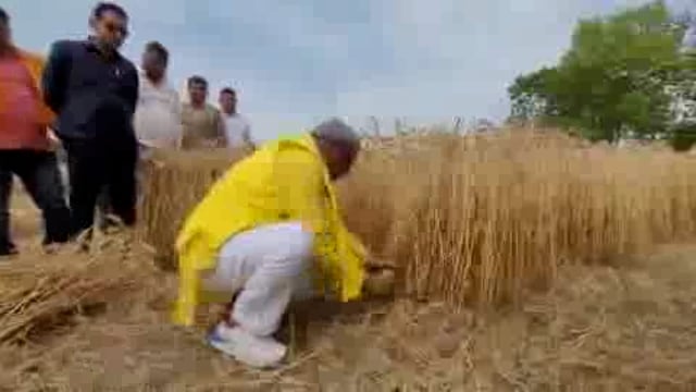 Bhartiya Janata party ke neta Om Prakash Rajbhar kisanon ka gehun katate hue 