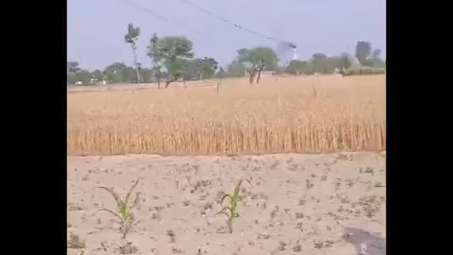 Bahraich: ब्रेकिंग न्यूज़ जनपद बहराइच से बिजली विभाग के लापरवाही से किसानों का हो रहा नुकसान