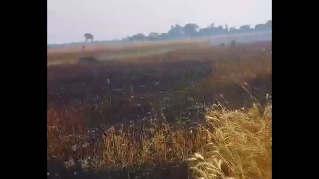 Bahraich: जनपद बहराइच तहसील महसी थाना हरदी क्षेत्र के ग्राम रमवापुर खुर्द के कुटी में गेहूं के खेत में लगी आग