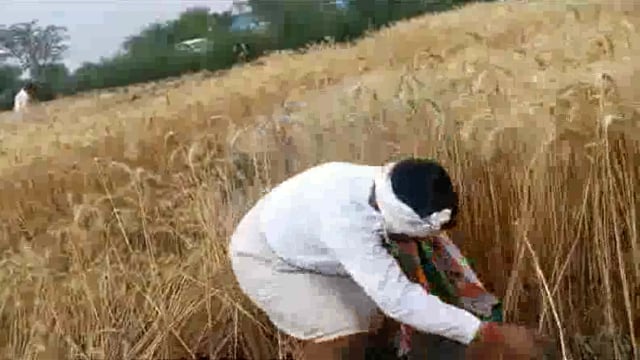 इंडिया गठबंधन के मुकेश धनगर ने जनसंपर्क के दौरान गेहूं की फसल काटी खायी चटनी व हरी मिर्च से रोटी वीडियो वायरल