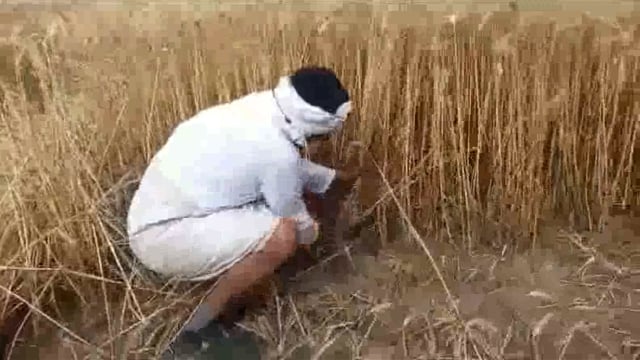 इंडिया गठबंधन के मुकेश धनगर ने जनसंपर्क के दौरान गेहूं की फसल काटी खायी चटनी व हरी मिर्च से रोटी वीडियो वायरल