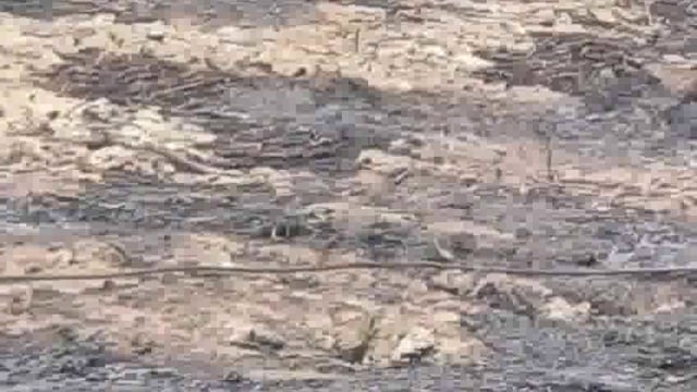 हाइटेंशन लाइन टूट कर खेत में गिरी, 7 बीघा गेंहू की फसल जलकर राख