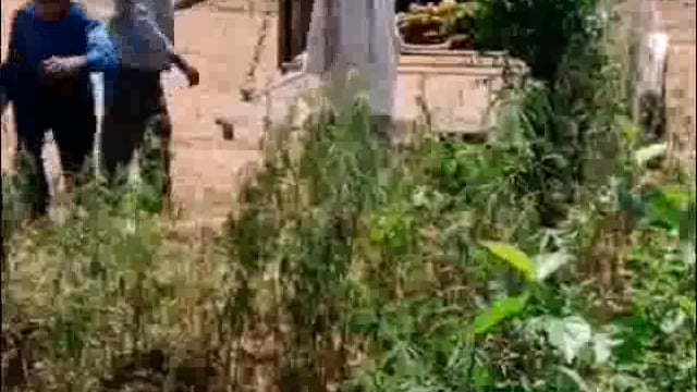 थाना फरह गांव पिंगरी के नाले में करीब 5 दिन से गौ माता पड़ी थी बृजवासी गौ रक्षक टीम फरह ने बचाई जान