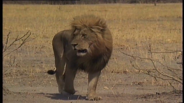 Lions of Darkness Vimeo