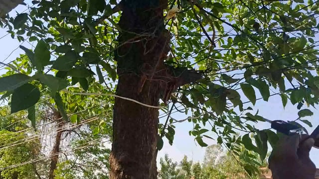 बिजली विभाग की लापरवाही एक पेड़ बना विद्युत का पोल तमाम नंगी केबलों से घिरा हुआ पेड़ किसी दिन हो सकती है बड़ी घटना आलापुर तहसील निकट CO आवास के सामने का मामला।