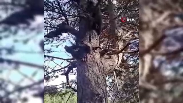 İnsanlardan korkan yavru ayı 15 metrelik ağaca tırmandı
