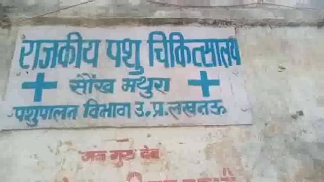 सौंख में पशु चिकित्सालय की व्यवस्थाएं राम भरोसे उपचार न मिलने के कारण दो गाय मरी पशुपालकों में रोष व्याप्त