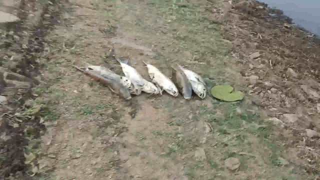 असामाजिक तत्वों ने बांध में दिया जहर, मर रही मछलियां 