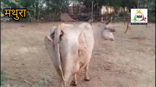 सौंख कस्बा में सरकारी पशु चिकित्सालय पर डाक्टर की अनुपस्थिति के कारण बीमार गायों को नहीं मिला ईलाज, हुई मौत।