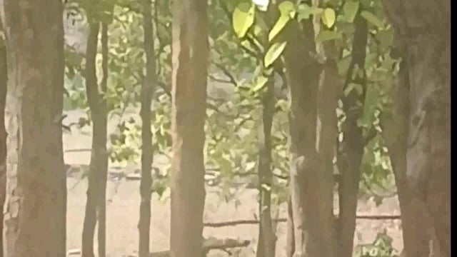 वन विभाग की उदासीनता से प्रतिदिन सैकड़ों बोझा सखुआ, महुआ जैसे हरे पेड़ों की कटाई से जंगल का अस्तित्व खतरे में