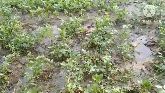 तेज बारिश के साथ जमकर हुई ओलावृष्टि मुरझाए किसानों के चेहरे, फसलों को होगा नुकसान