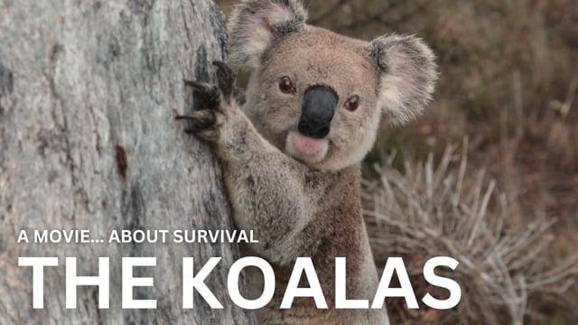 The Koalas