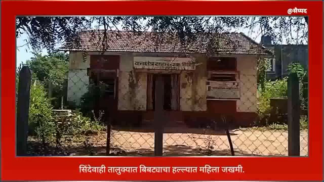 सिंदेवाही तालुक्यातील आंबोली येथील स्वतःच्या शेतात बिबट्याच्या हल्ल्यात महिला जखमी. 