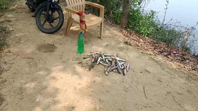 भंगवा बांध में असमाजिक तत्वों ने पानी में मिलाया जहर मर रही मछलियां, मत्स्य पालक परेशान 