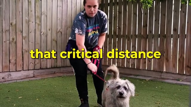 Leash Reactivity