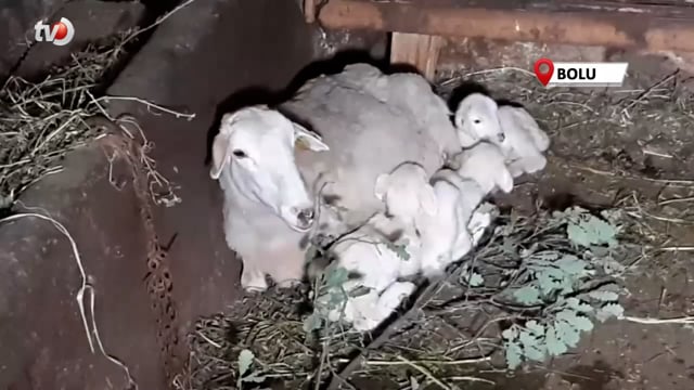 Tek Seferde Beşiz Doğuran Koyun Hayrete Düşürdü