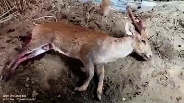 गोंडा:पानी की तलाश में भटक रहे हिरण पर कुत्तों ने किया हमला, मौत।