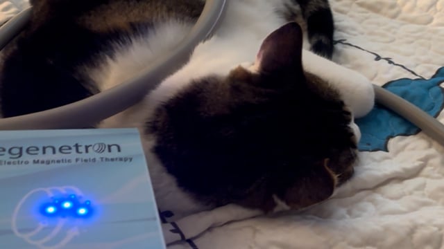 PEMF for Pets — video thumbnail