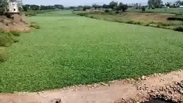 ही आहे दुथडी वाहणारी पंचगंगा नदी ही या जलपर्णी तुन मोकळा श्वास कधी घेणार का प्रशासन पाऊसाची वाट पहात आहे 