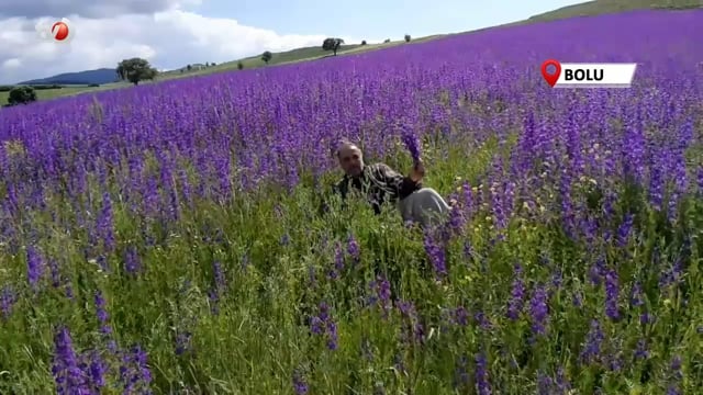 Macar Fiği Ekti, Tarlası Rönesans Tablosuna Döndü