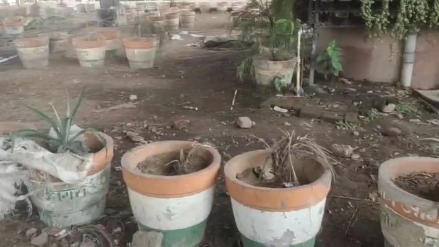  नगर निगम की लापरवाही आई सामने पेड़ पौधे लगाकर भूल गई नगर निगम पानी की वजह से बेजान पड़े पौधे