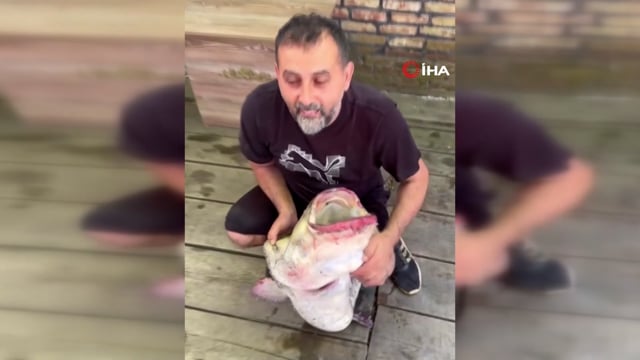 Amatör balıkçının ağına 52 kiloluk yayın balığı takıldı