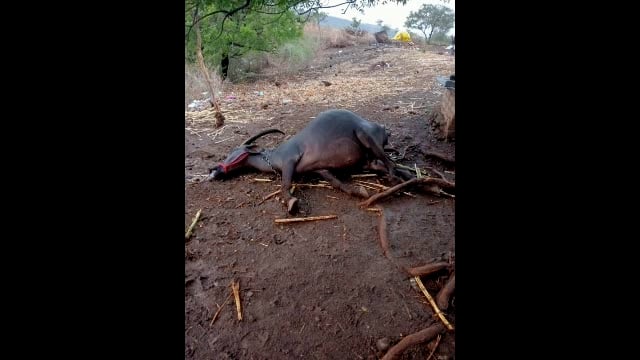 पिंपरी येथे वीज पडून शेतकऱ्यांची म्हैस दगावली