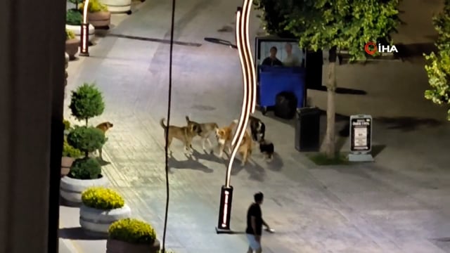  Köpekler birbirlerine saldırdı, vatandaşlar yoldan geçemedi