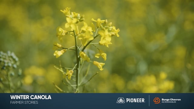 Canola