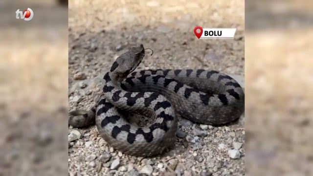 Boynuzlu Engerek Bolu'da Görüntülendi