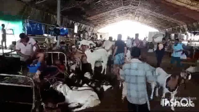 मुंबई. देवनार बकरी मंडी मे आंकडों की हेरा फेरी ईद के कुरबानी को आये हुये बकरों का कोई कागजी रेकार्ड बी एम सी के पास नही 
