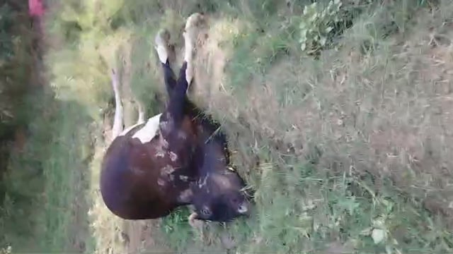 बाघराय थाना क्षेत्र के रामगढ़ बनोही ग्राम सभा मे बेहन के खेत मे करंट लगाने से सुशीला के गाय की हुई मौत दी तहरीर,