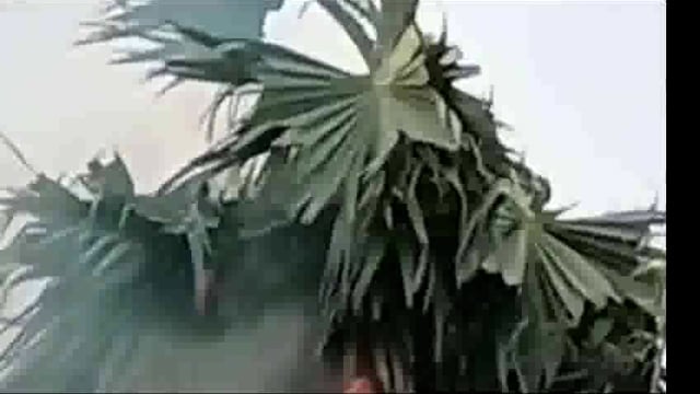बांका जिले के शंंभूगंज प्रखंड में ताड़ के वृक्ष पर आकाशीय बिजली गिरने से धूं धूं कर जलता वृक्ष; बाल बाल बचे लोग 