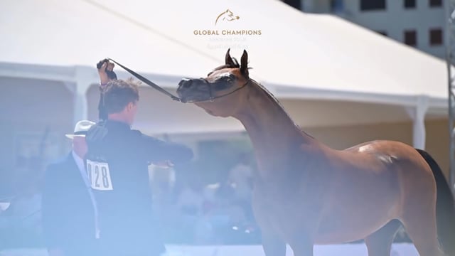 Global Champions Arabian Tour - Cannes