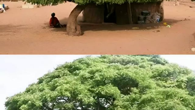  पेड़ पौधे है तभी तो जीवन है