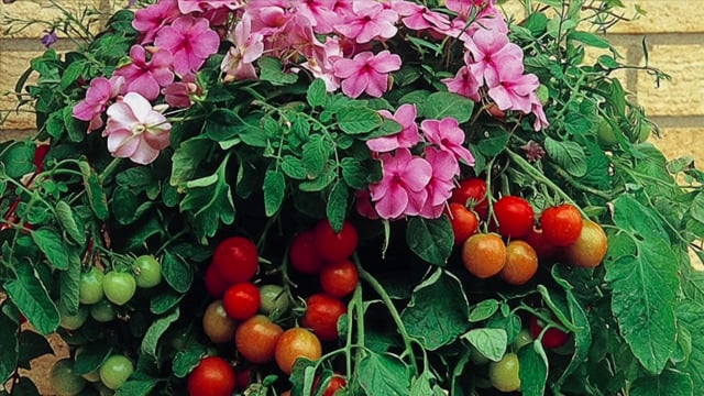 'Tumbling Tom' Tomato plants~Welcome To The YouGarden Website