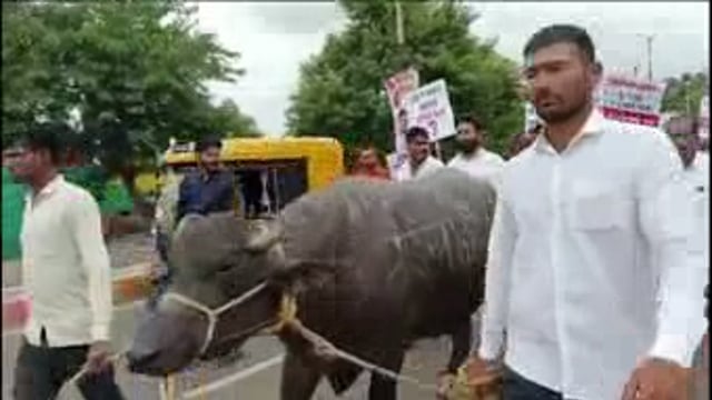 दूध दरवाढीसाठी तासगाव शहरात भव्य मोर्चा निघाला