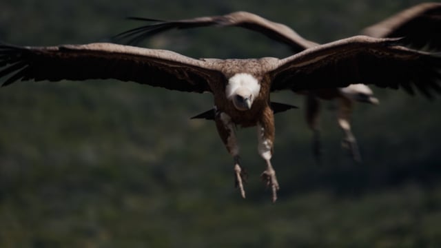 Life with Vultures