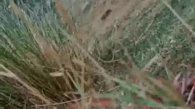 रैनी सतखरिया गांव में ग्राम प्रधान पर जेसीबी से ताब की खुदाई करने का आरोप ग्रामीणों ने वीडियो शोसलमीडिया पर किया वायरल